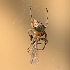 Garden_Spider_01